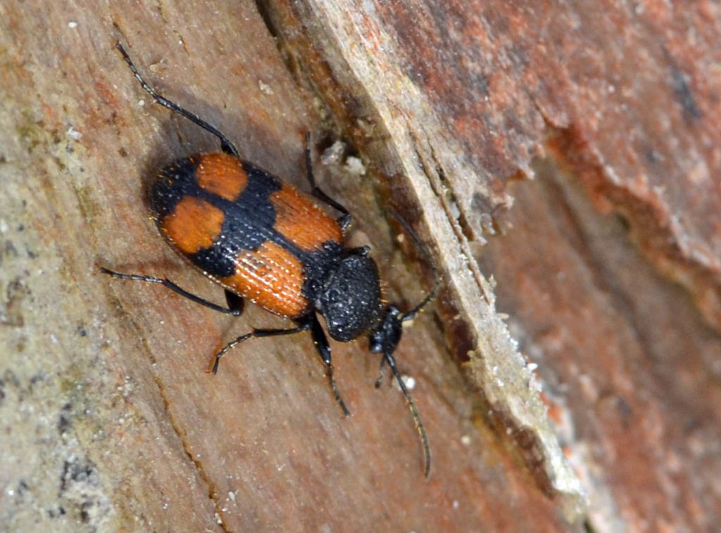 Panagaeus cruxmajor